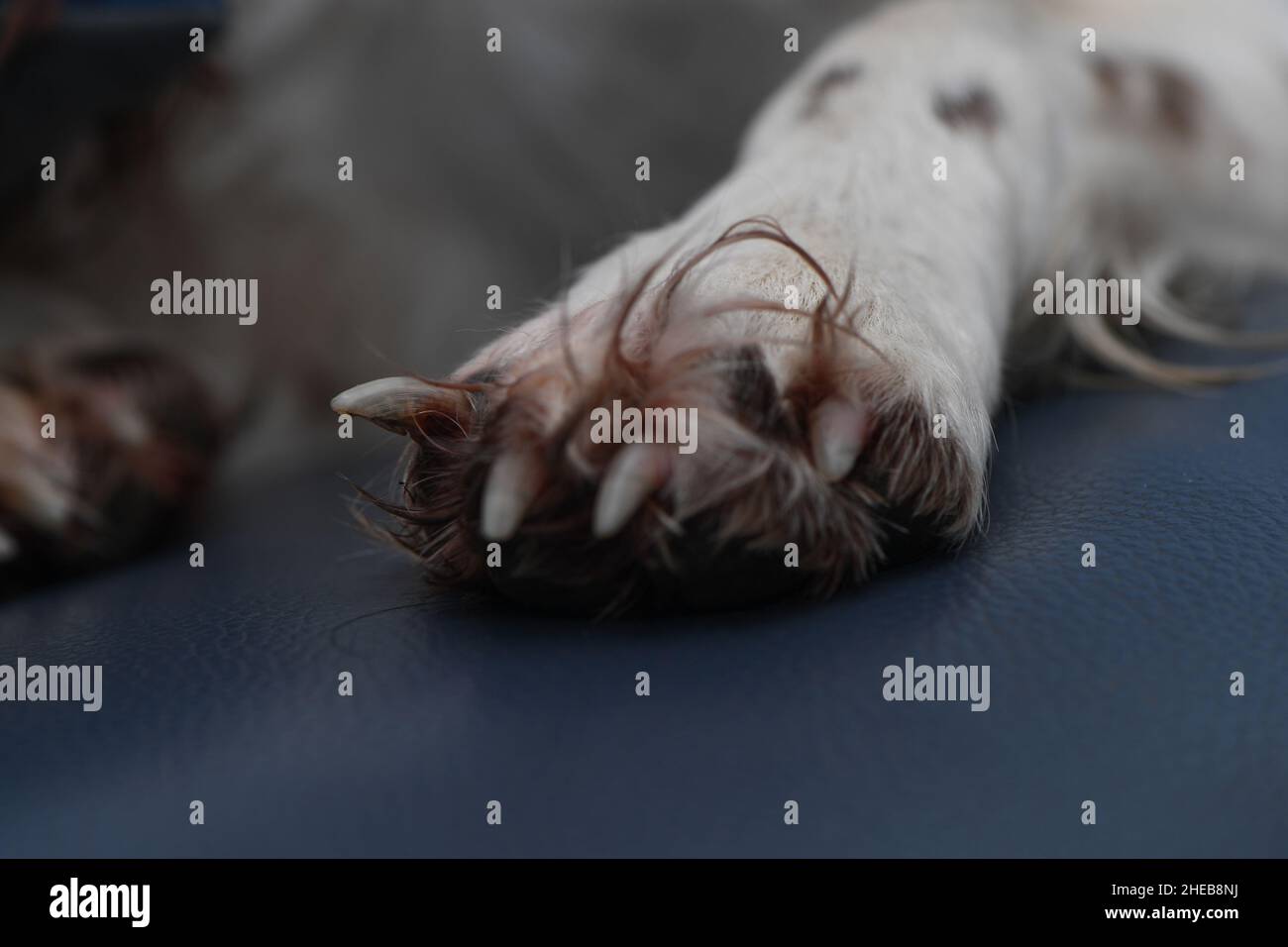 Closeup of a broken dog claw on the front foot. The claw is pointing