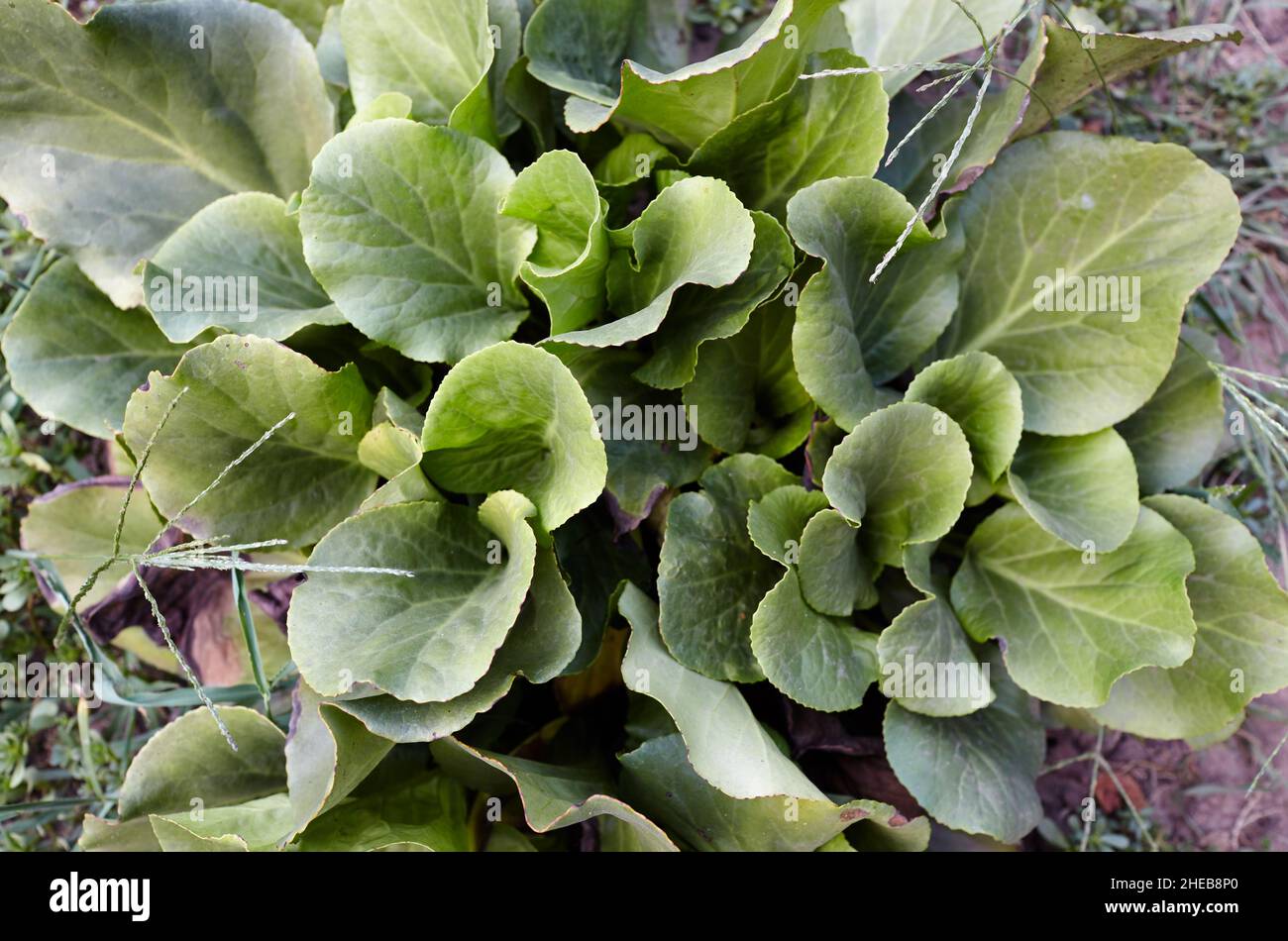 Abstract image of bergenia leaves in the garden. Badan leaf plant (Bergenia Crassifolia), medicinal plant. Family name Saxifragaceae, Scientific name Stock Photo