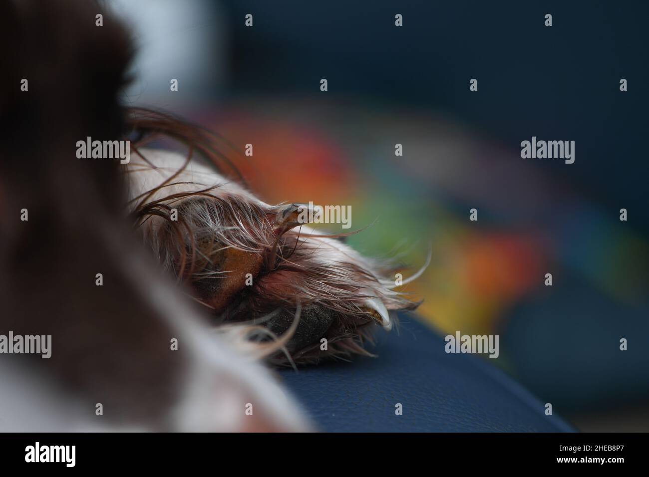 Closeup of a broken dog claw on the front foot. The claw is pointing