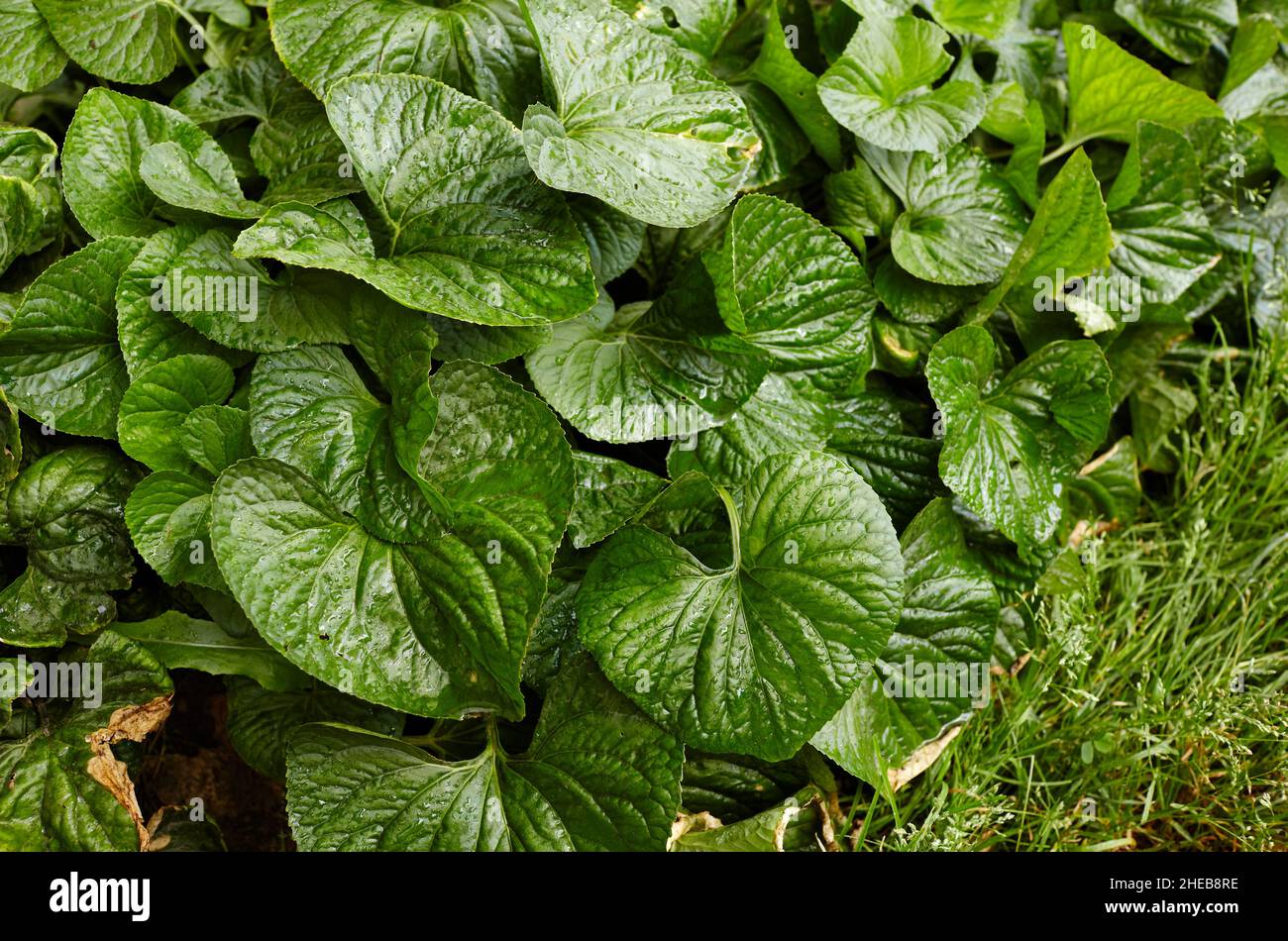 Abstract image of violet leaves in the garden. White violet flower - an ornamental plant for landscaping park. Family name Violaceae, Scientific name Stock Photo