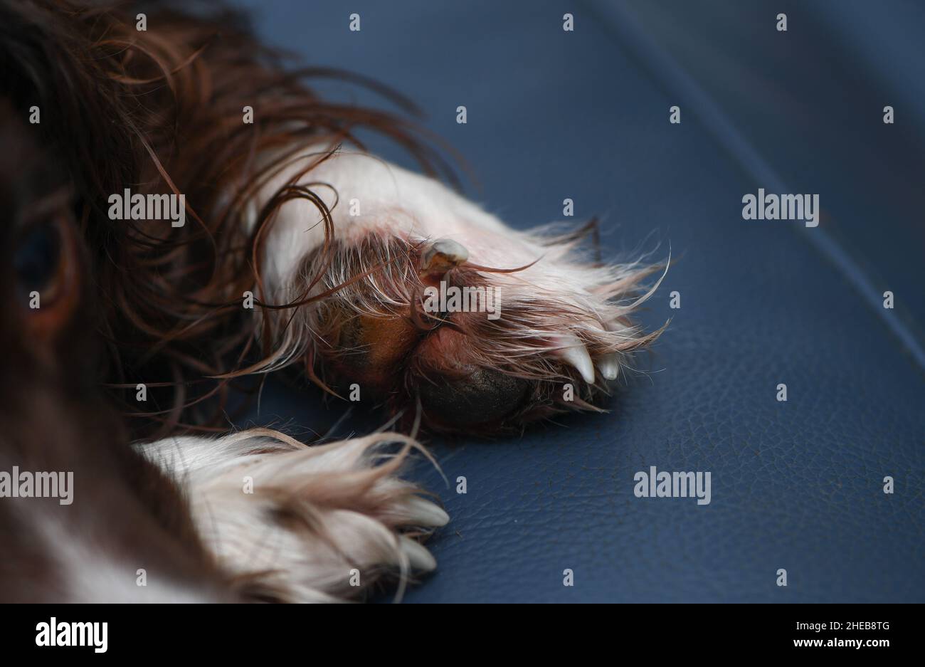 Closeup of a broken dog claw on the front foot. The claw is pointing