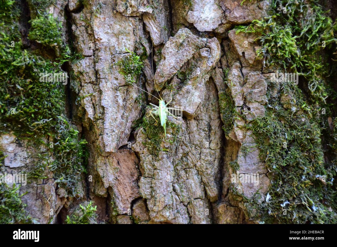 A small green grasshopper sits on the bark of an old large tree covered with moss Stock Photo