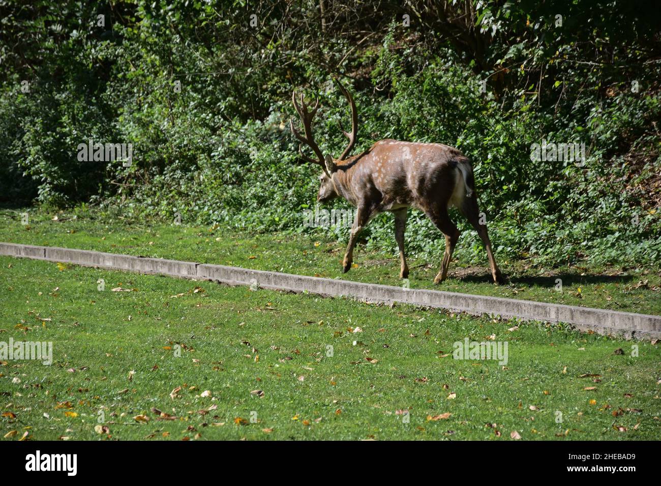 An adult male deer walks in the autumn park and trumpets invitingly in search of a female Stock Photo