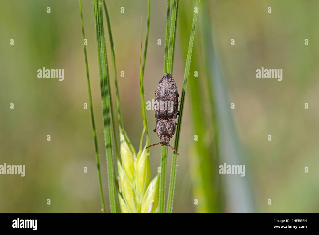 Agrypnus murinus is a click beetle a species of beetle from the family ...