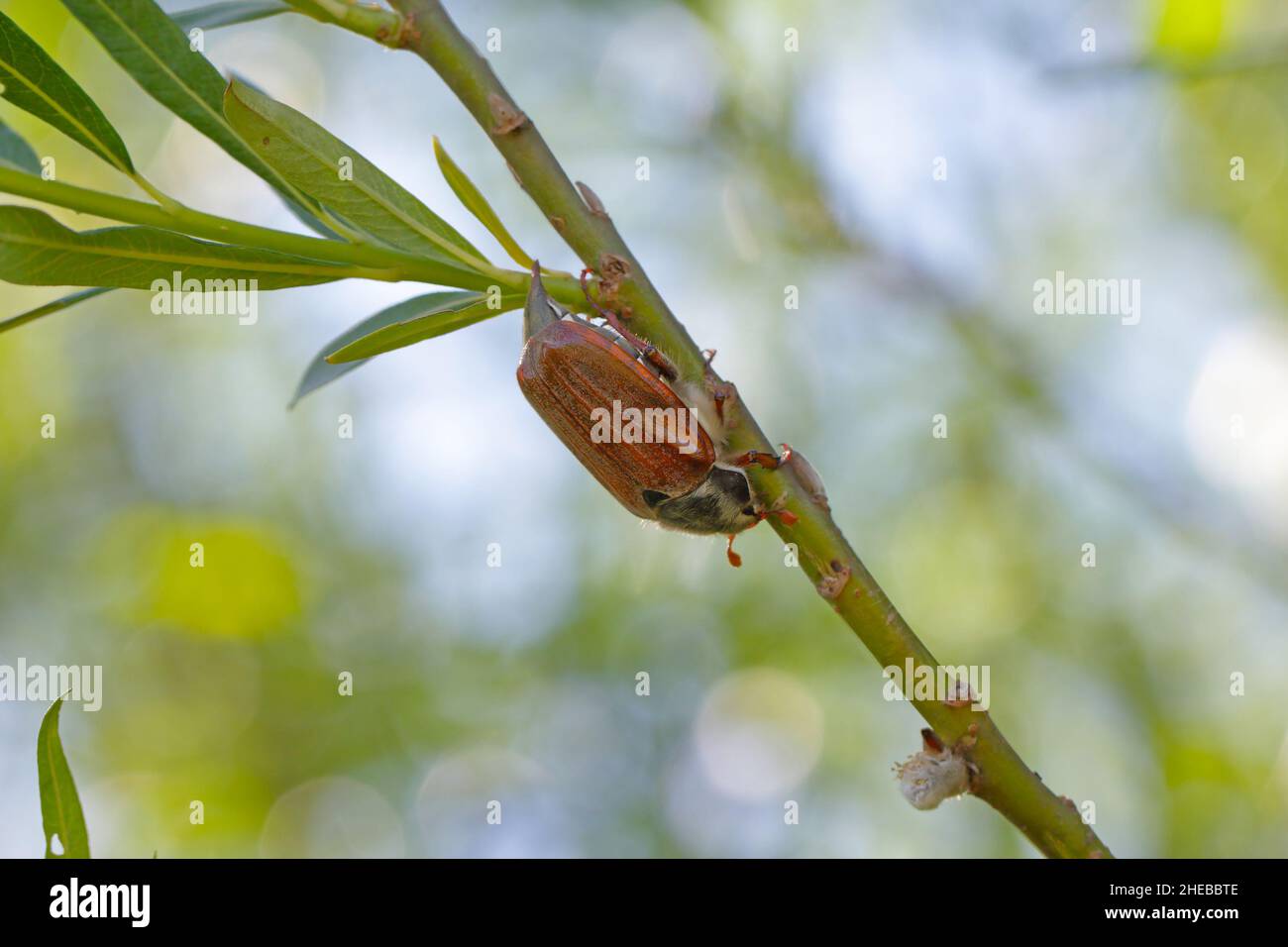 The cockchafer called also May bug or doodlebug is beetle from family ...