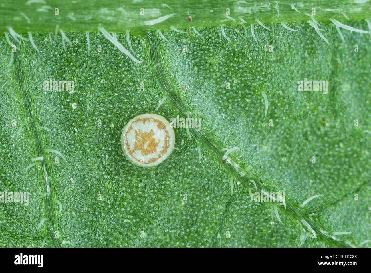 Egg of Turnip moth Agrotis segetum Owlet moth Noctuidae. The