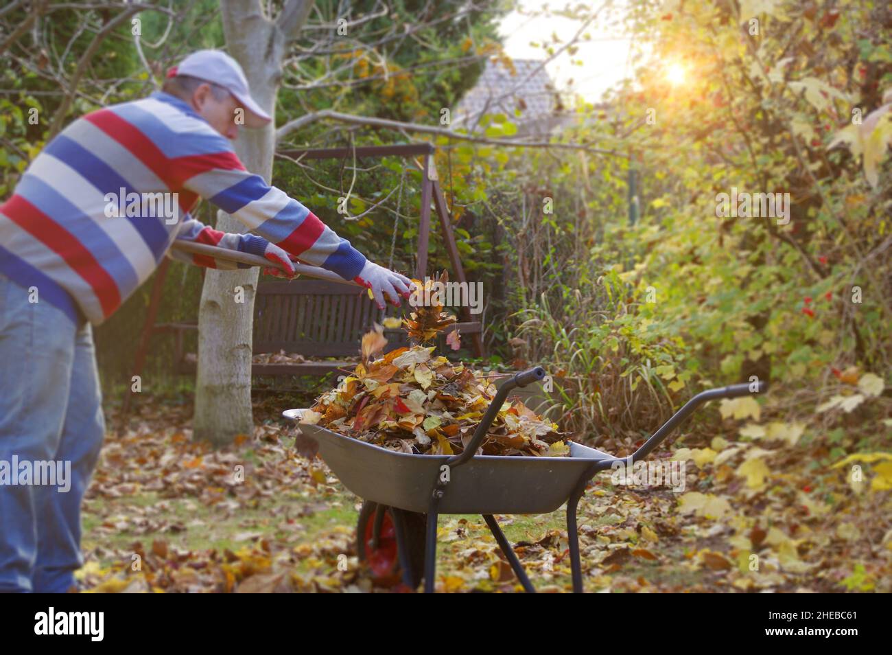 Autumn raking leaves in the garden. Cleaning in the backyard. Stock Photo