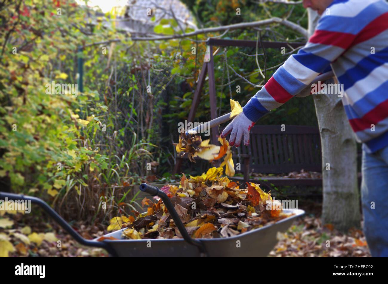 Autumn raking leaves in the garden. Cleaning in the backyard. Stock Photo