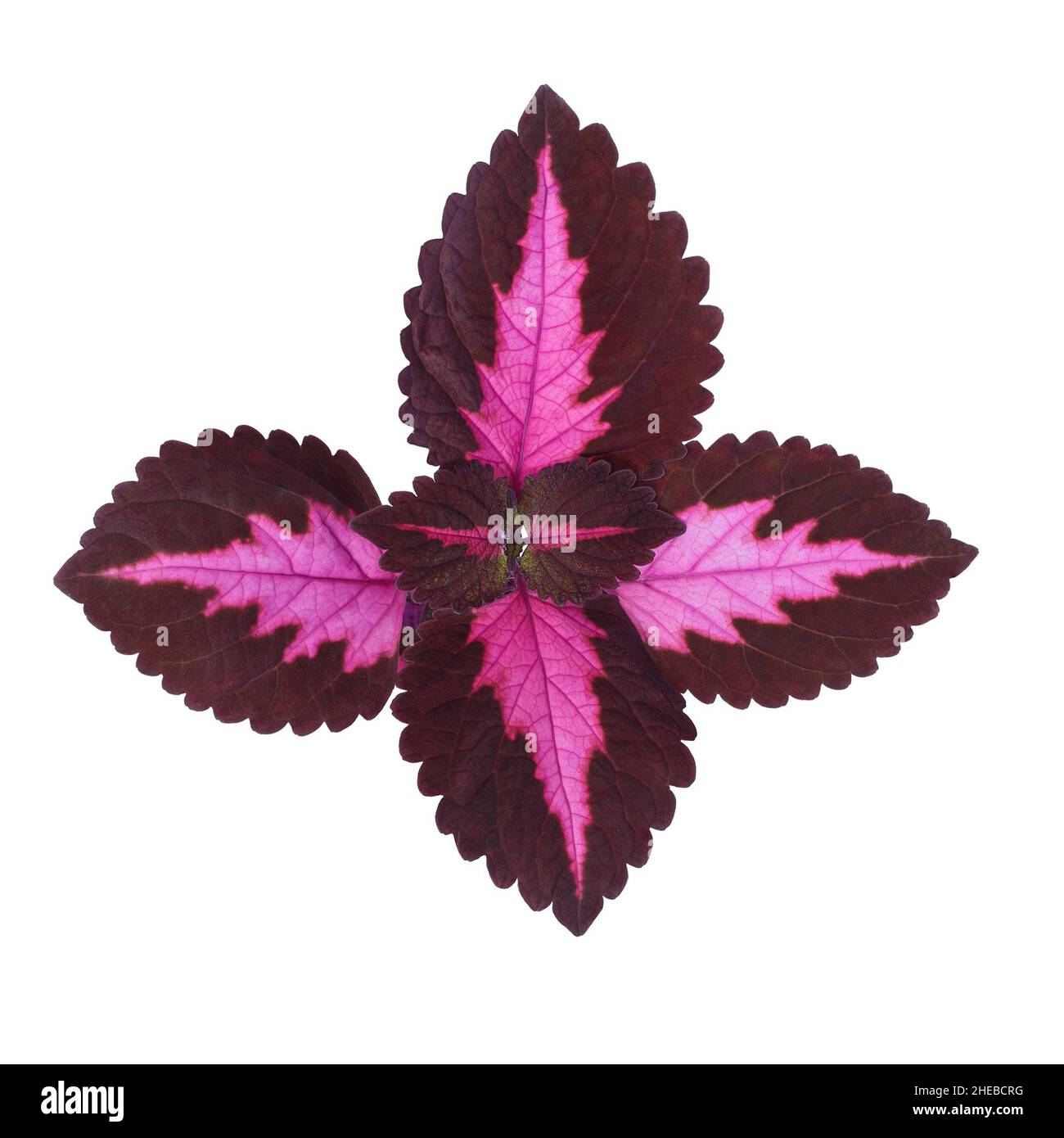 Multicolored coleus leaves close up on white background isolated Stock Photo