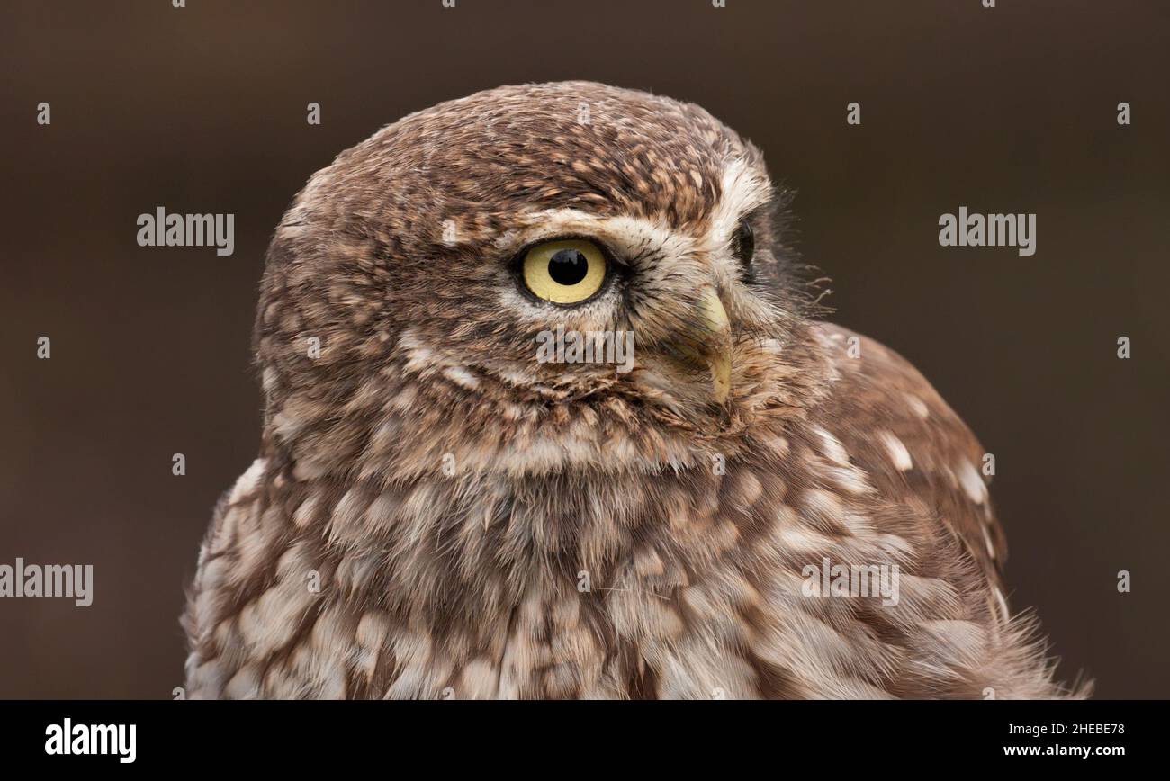 Eurasian pygmy owl glaucidium passerinum with yellow eyes Stock Photo