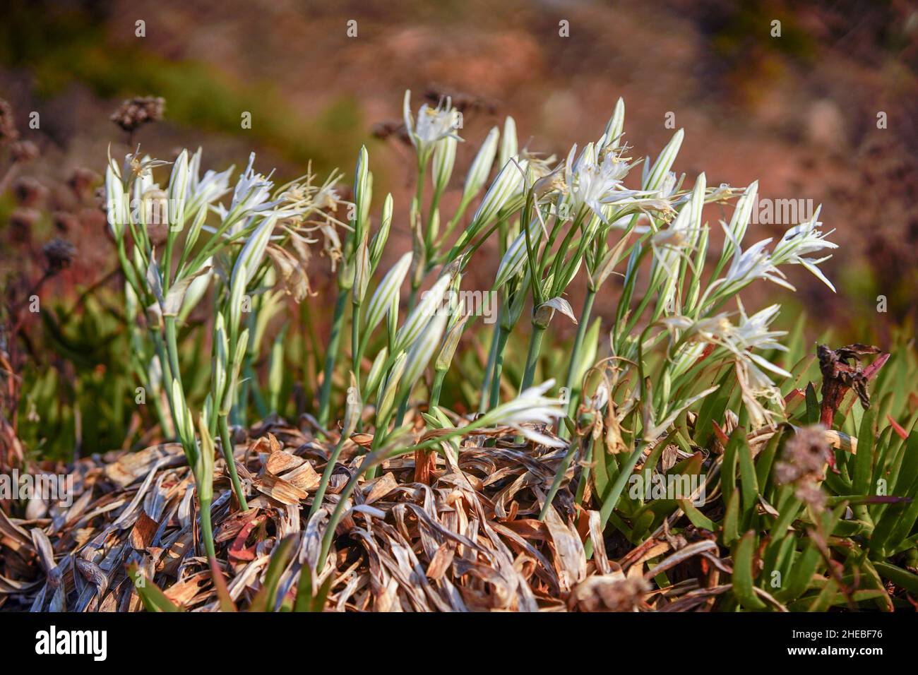 sea daffodil, sea pancratium lily (pancratium maritimum) on the