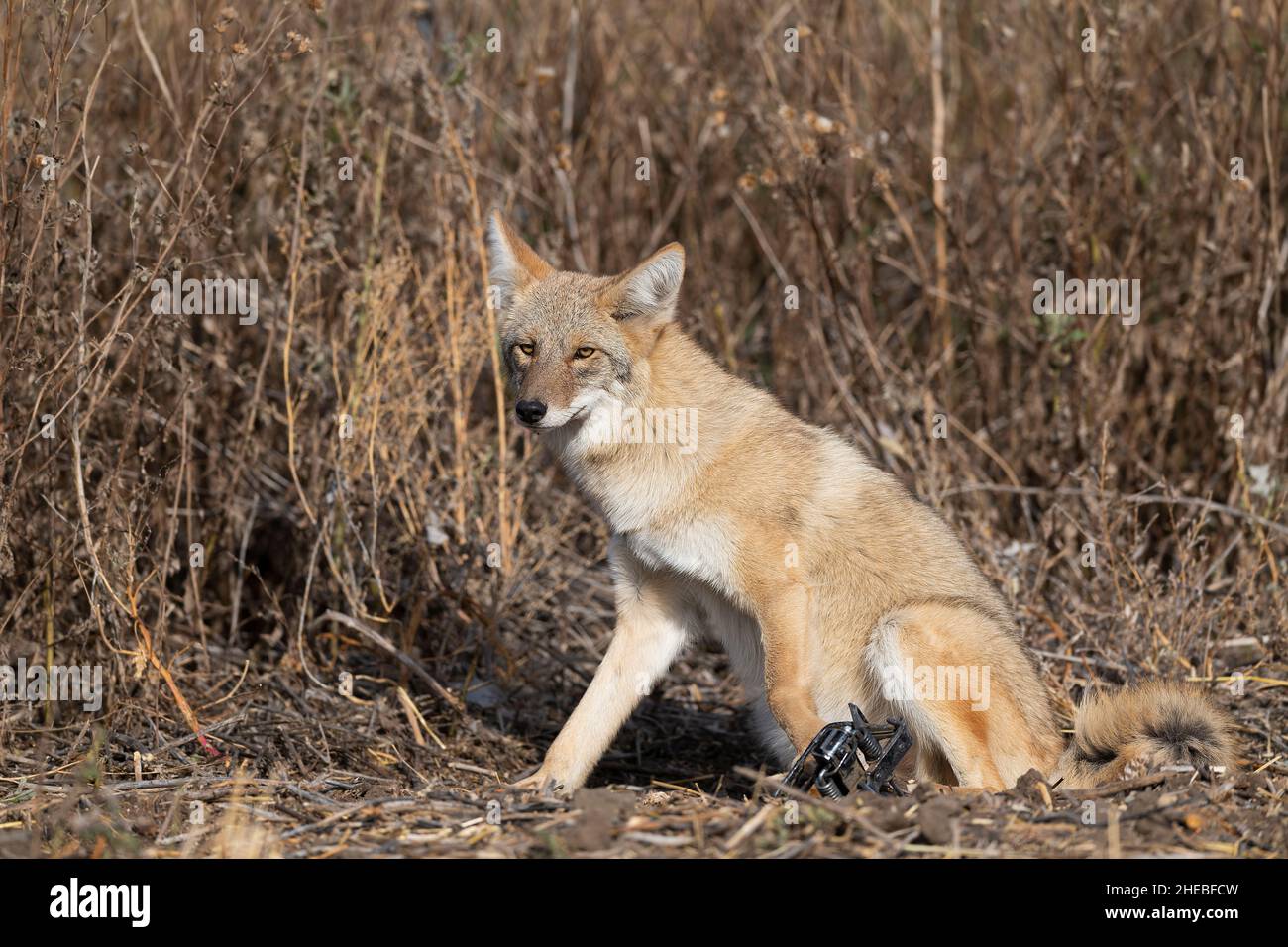 A coyote in North Dakota caught in a leghold trap Stock Photo Alamy