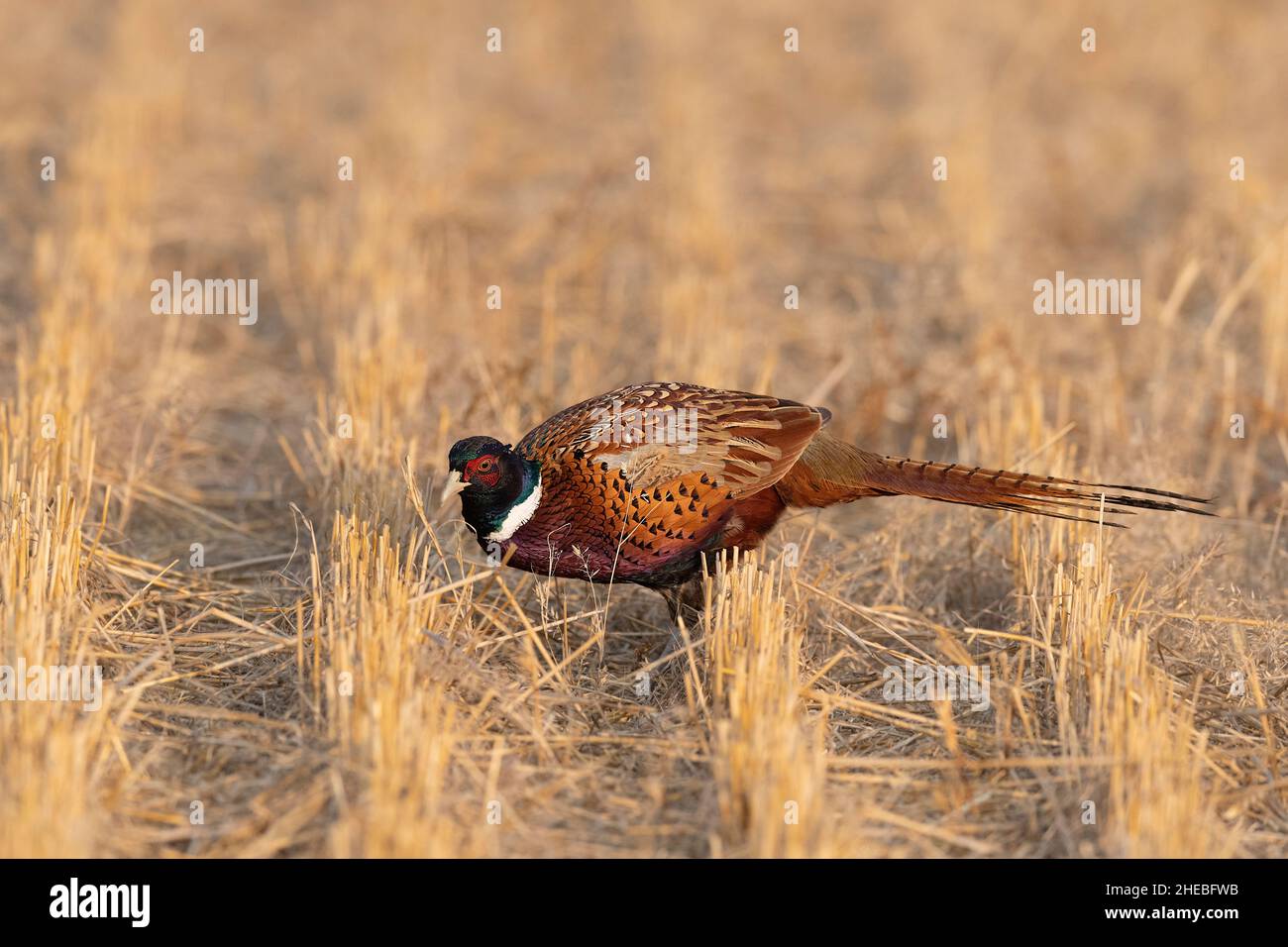 Ringneck Pheasants on the North Dakota Prairie on a late afternoon Stock Photo Alamy