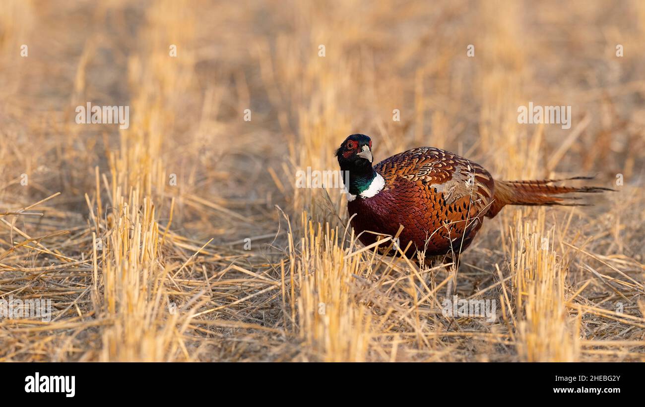 Ringneck Pheasants on the North Dakota Prairie on a late afternoon