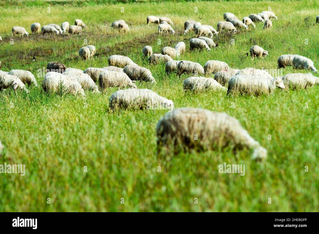 A flock of sheep graze in a green meadow Stock Photo - Alamy