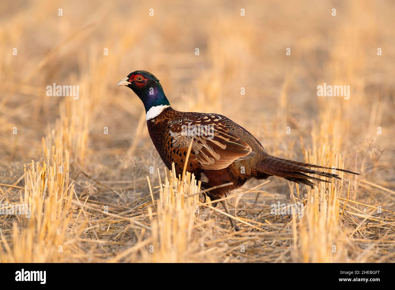 Ringneck Pheasants on the North Dakota Prairie on a late afternoon Stock Photo Alamy