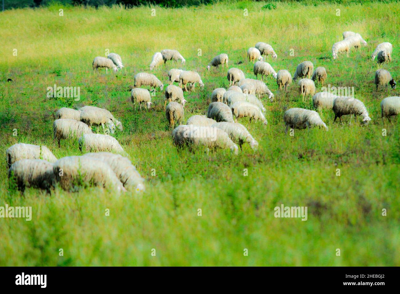 Grass field grazed by sheep hi-res stock photography and images - Alamy