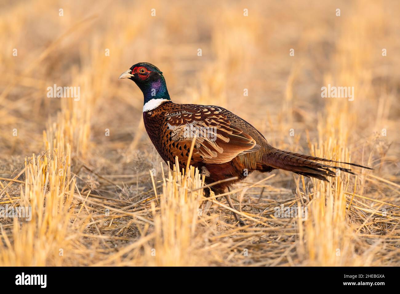 Ringneck Pheasants on the North Dakota Prairie on a late afternoon