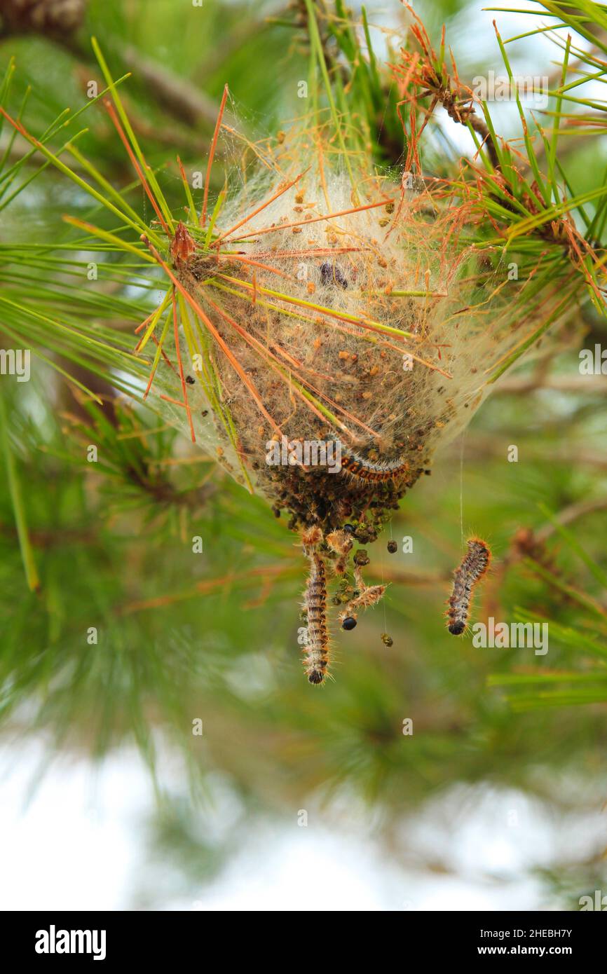 Processsionary worms on nest on a pine tree in Spain Stock Photo Alamy