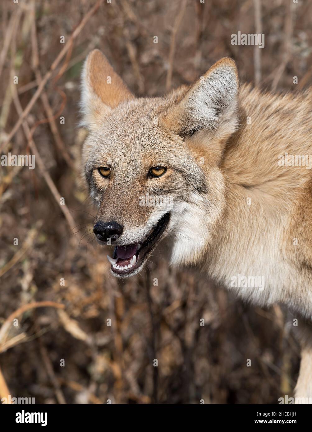 A coyote in North Dakota caught in a leghold trap Stock Photo Alamy