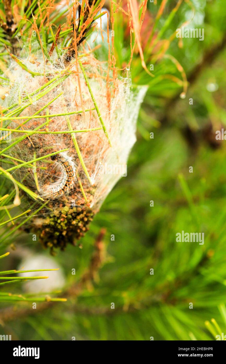 Processsionary worms on nest on a pine tree in Spain Stock Photo