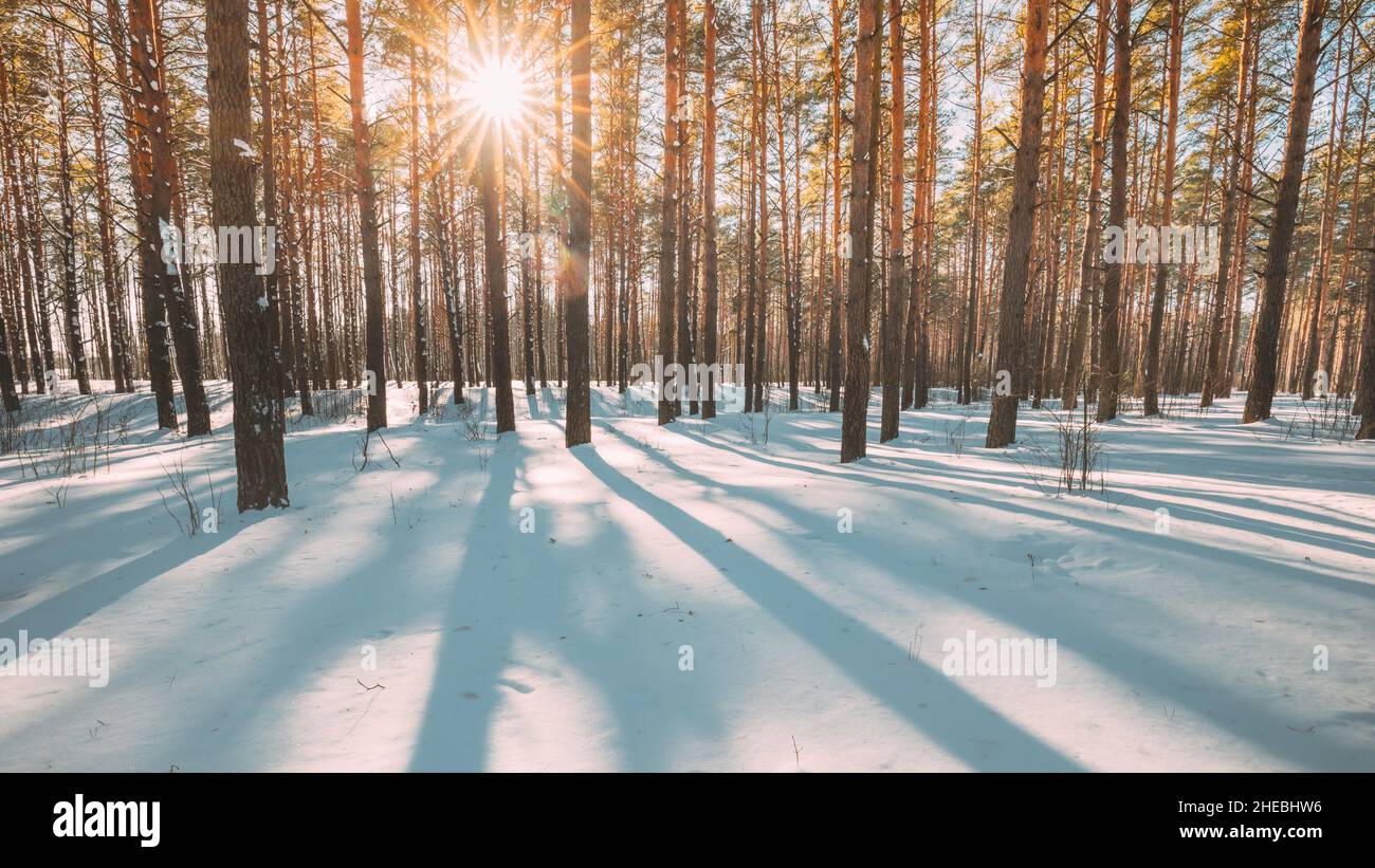4K Beautiful Blue Shadows From Pines Trees In Motion On Winter Snowy ...