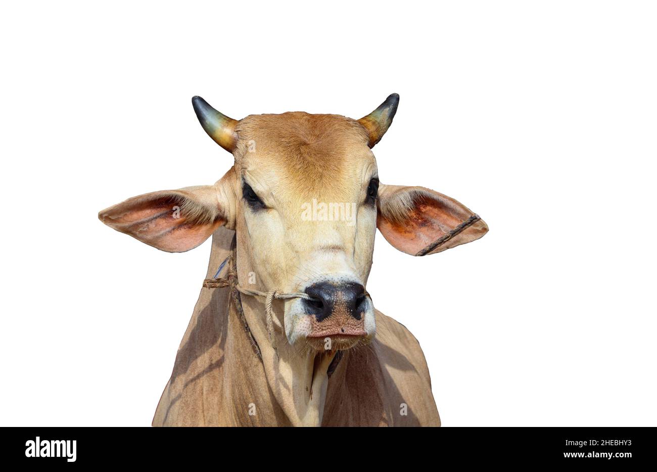 Close up portrait of the head of a brown cow. The cow isolated on white background. Stock Photo