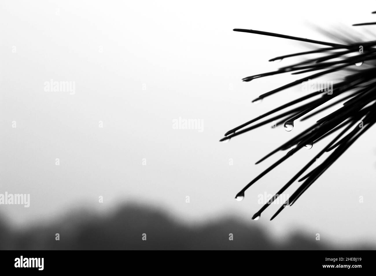 Pine needles with cobwebs and dew drops in the morning in Spain