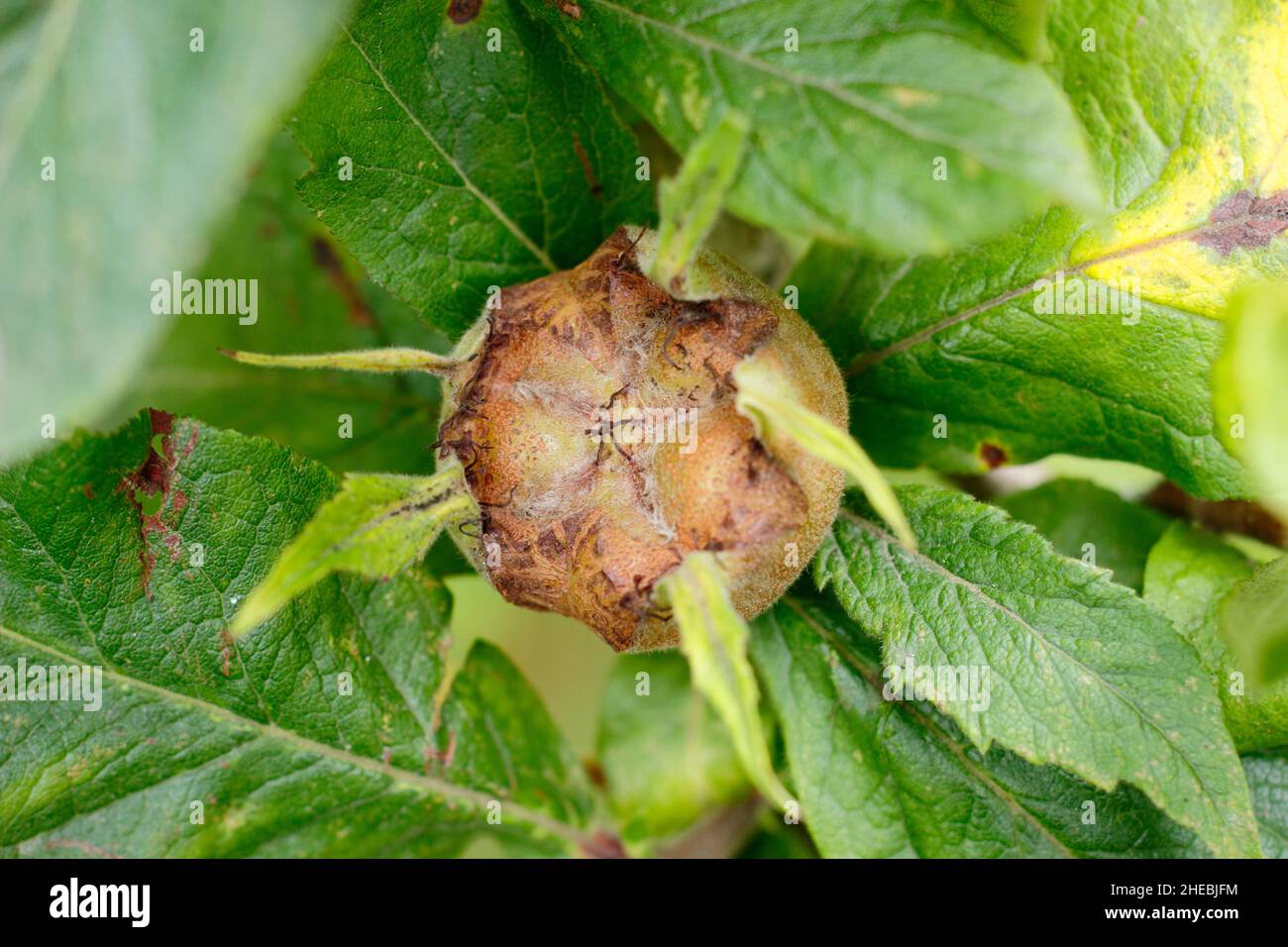 Mespilus germanica. Medlar 'Nottingham' fruit Stock Photo