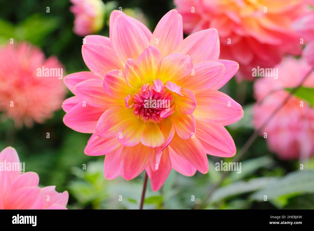 Dahlia 'Ken’s Rarity', a waterlily type dahlia with bicoloured pink and yellow petals.UK Stock Photo