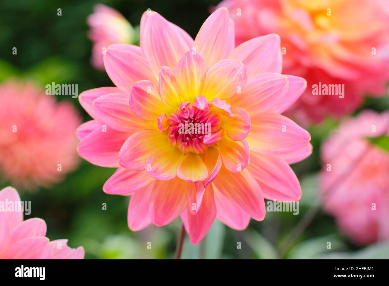 Dahlia 'Ken’s Rarity', a waterlily type dahlia with bicoloured pink and yellow petals.UK Stock Photo