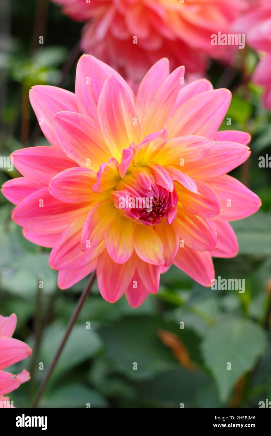 Dahlia 'Ken’s Rarity', a waterlily type dahlia with bicoloured pink and yellow petals.UK Stock Photo
