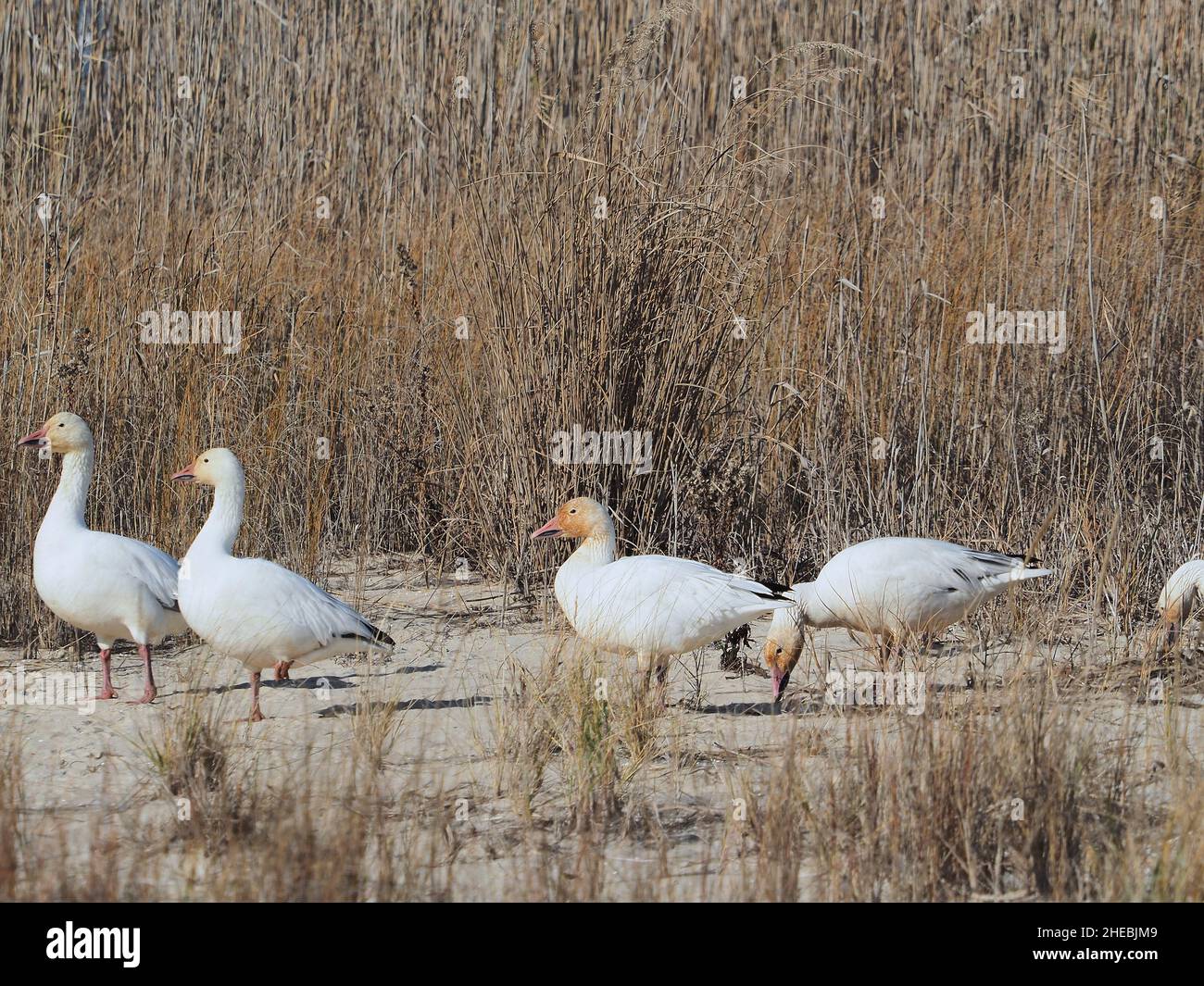 Snow Geese at Assateague Wildlife Refugee in Virginia Stock Photo