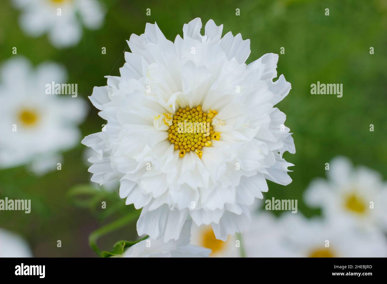 Cosmos bipinnatus 'Double Click Snow Puff' flowers in September garden. UK Stock Photo