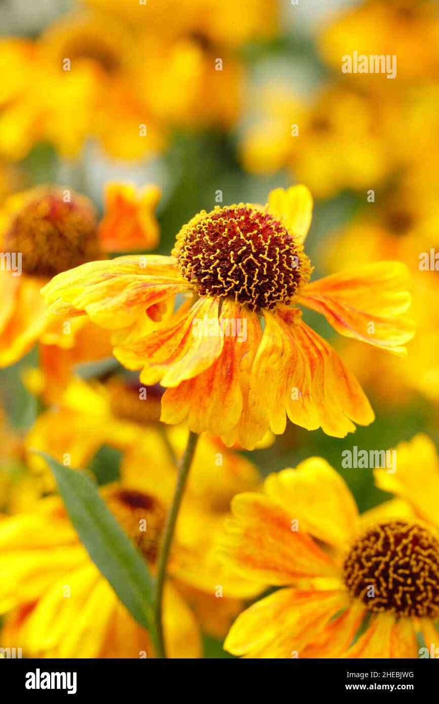 Helenium Wyndley sneezeweed flowering in September. UK Stock Photo