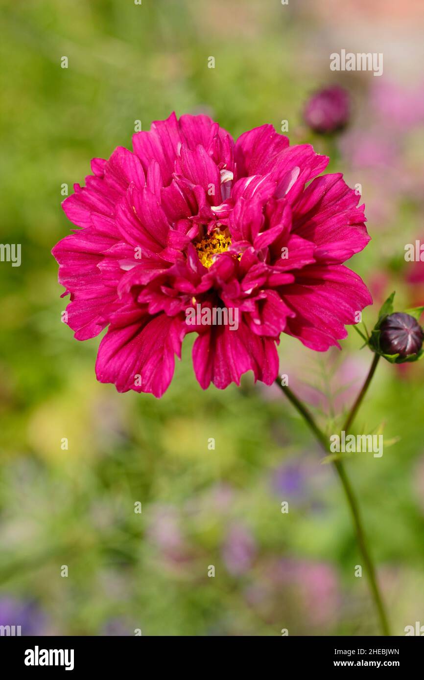 Cosmos bipinnatus 'Double Click Cranberries' flower blossoming in a September garden. UK. Stock Photo