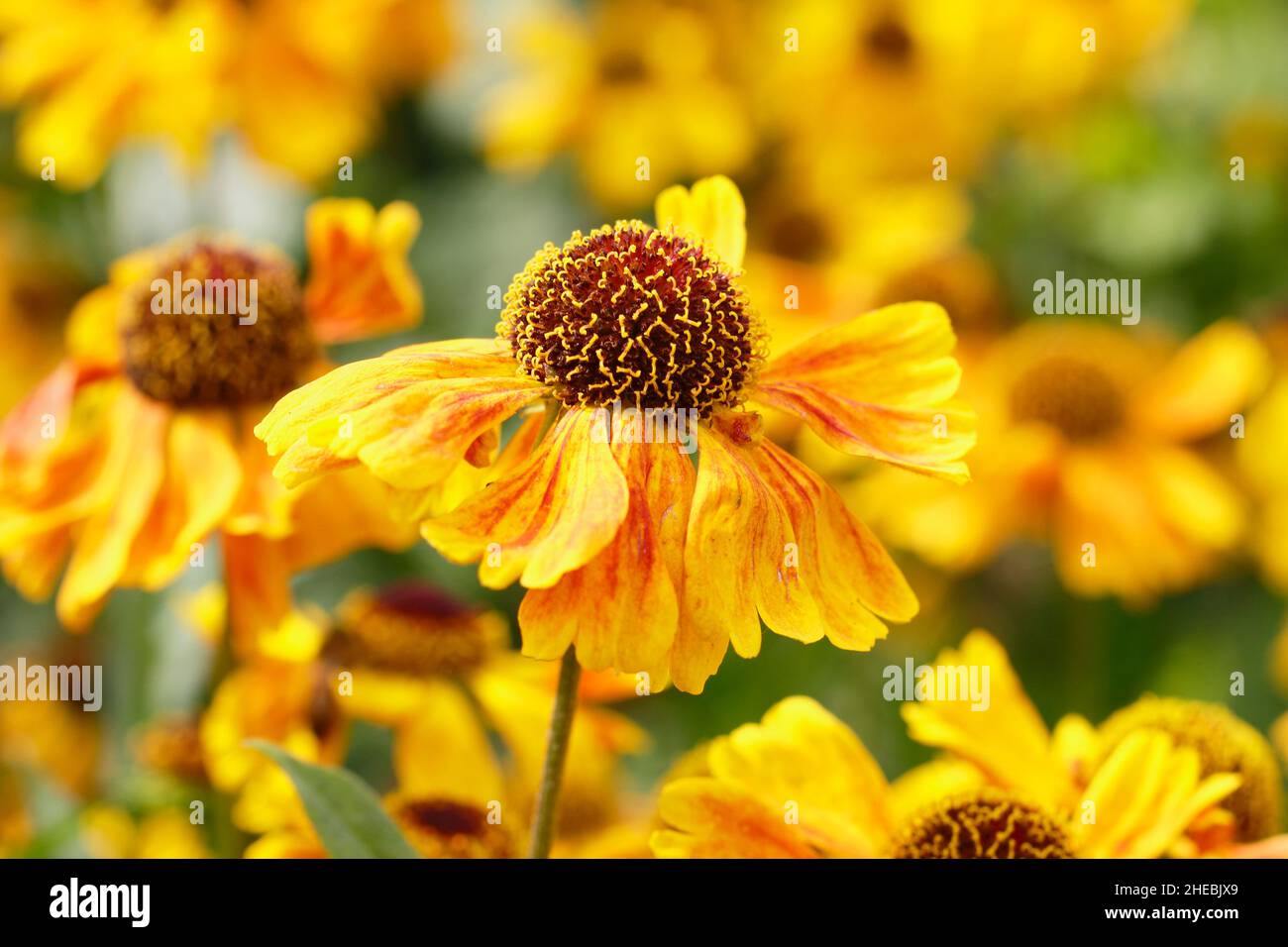 Helenium Wyndley sneezeweed flowering in September. UK Stock Photo