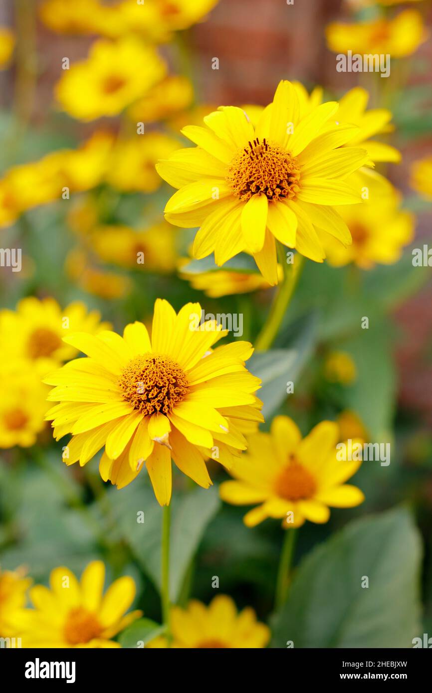 False sunflower 'Summer Sun'. Heliopsis helianthoides var scabra 'Summer Sun' in a September garden. UK Stock Photo