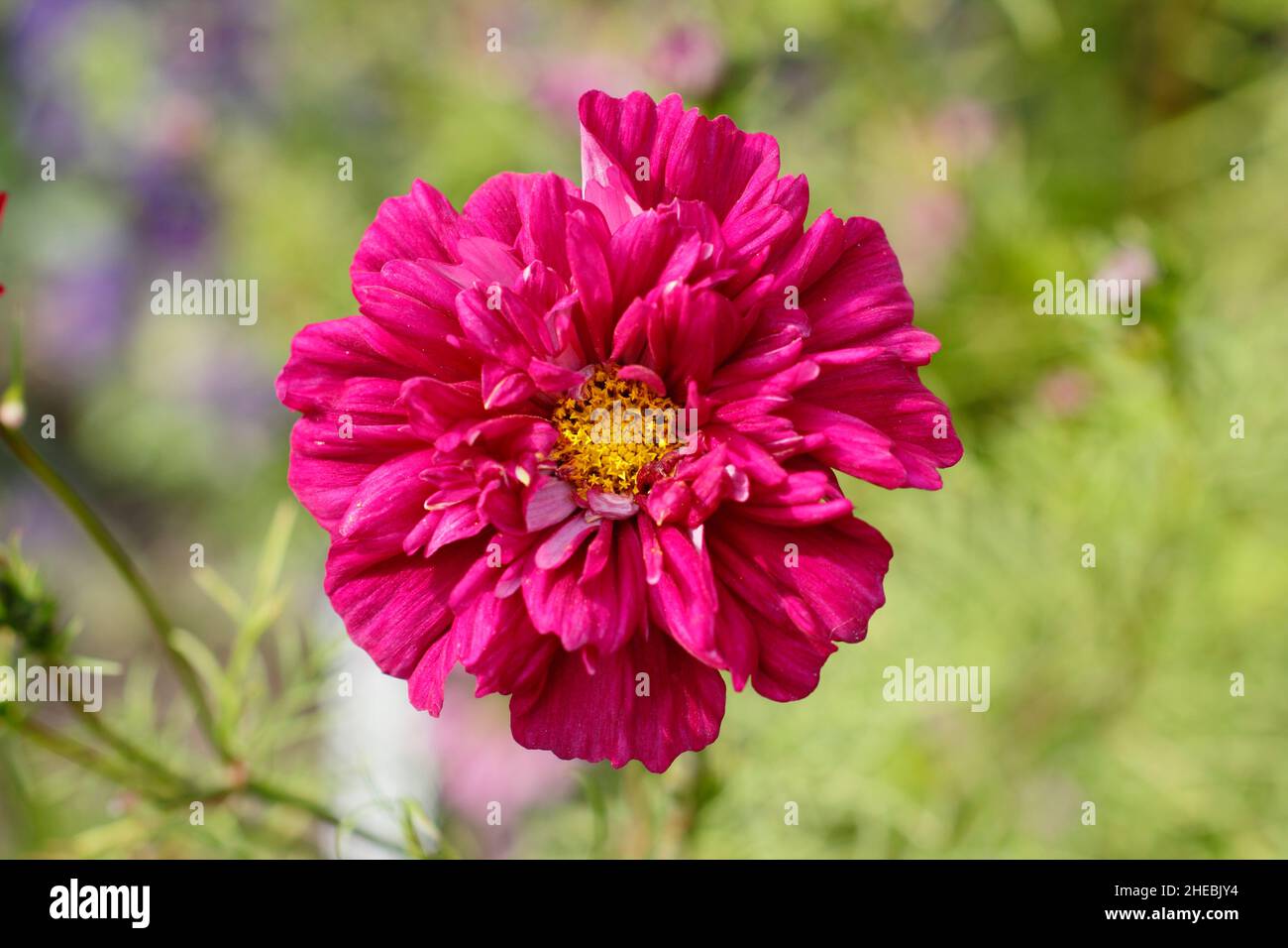 Cosmos bipinnatus 'Double Click Cranberries' flower blossoming in a September garden. UK. Stock Photo