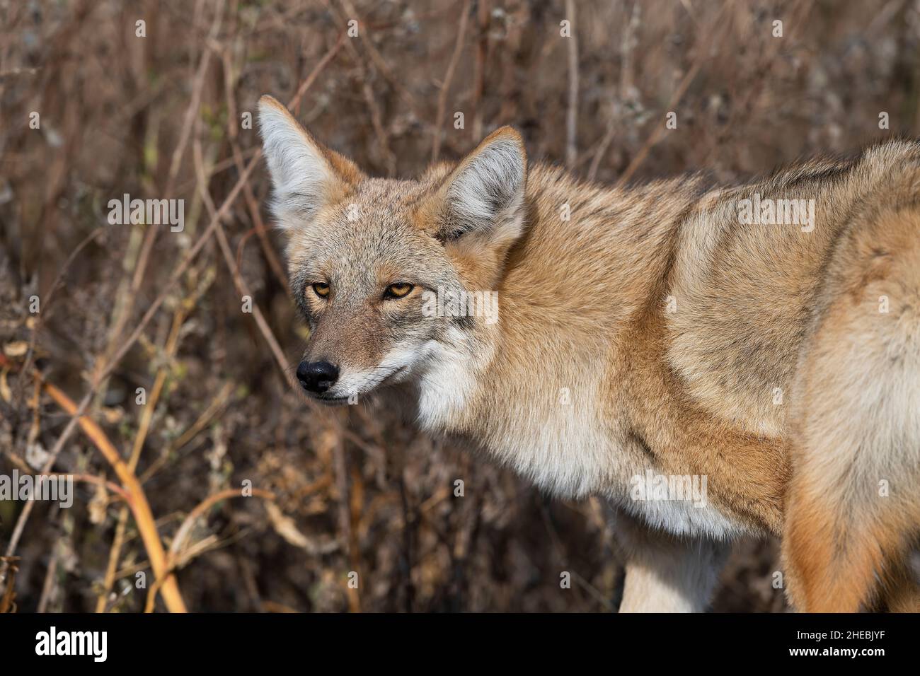 A coyote in North Dakota caught in a leghold trap Stock Photo Alamy