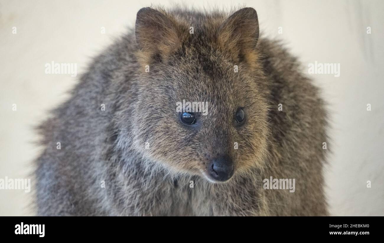 Close Up of a Quokka on Rottnest Island Western Australia Stock Photo Alamy