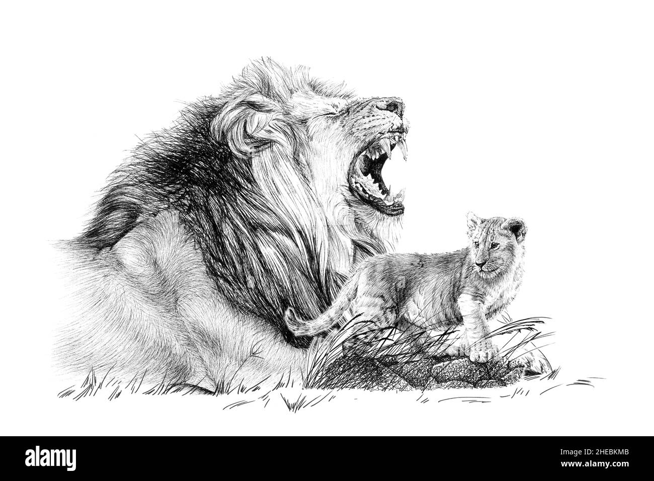 Hand drawn baby and adult lion, sketch graphics monochrome illustration on white background (originals, no tracing) Stock Photo