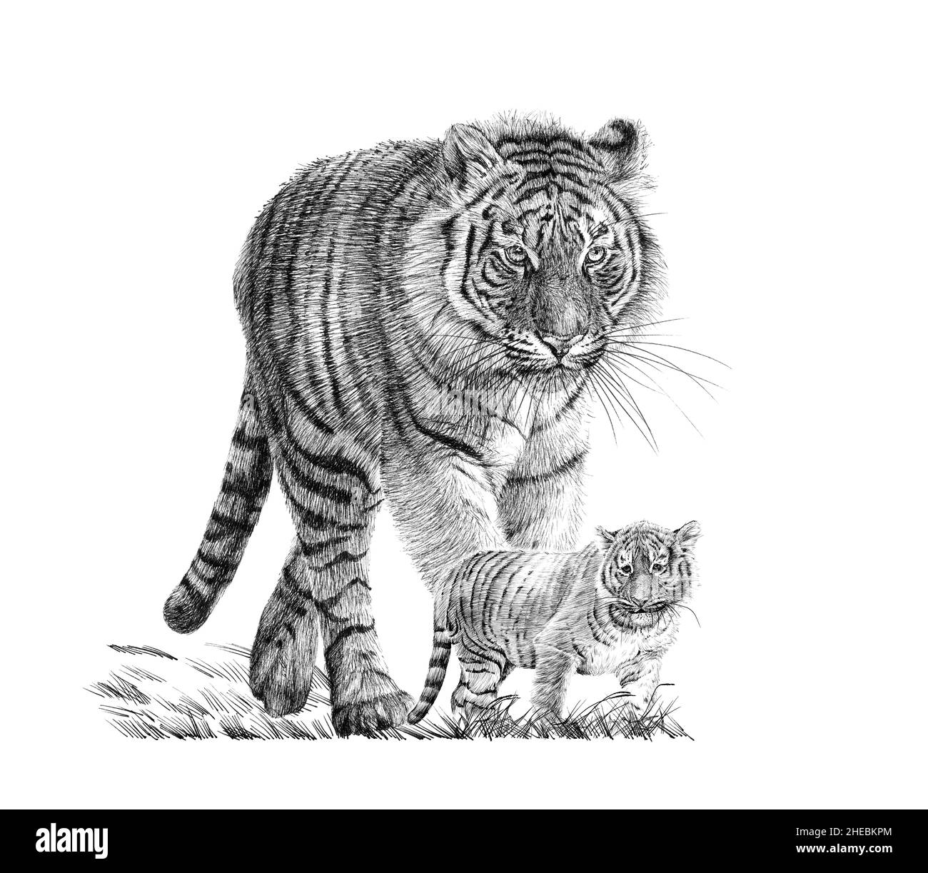 Stock Art Drawing of a White Bengal Tiger - inkart