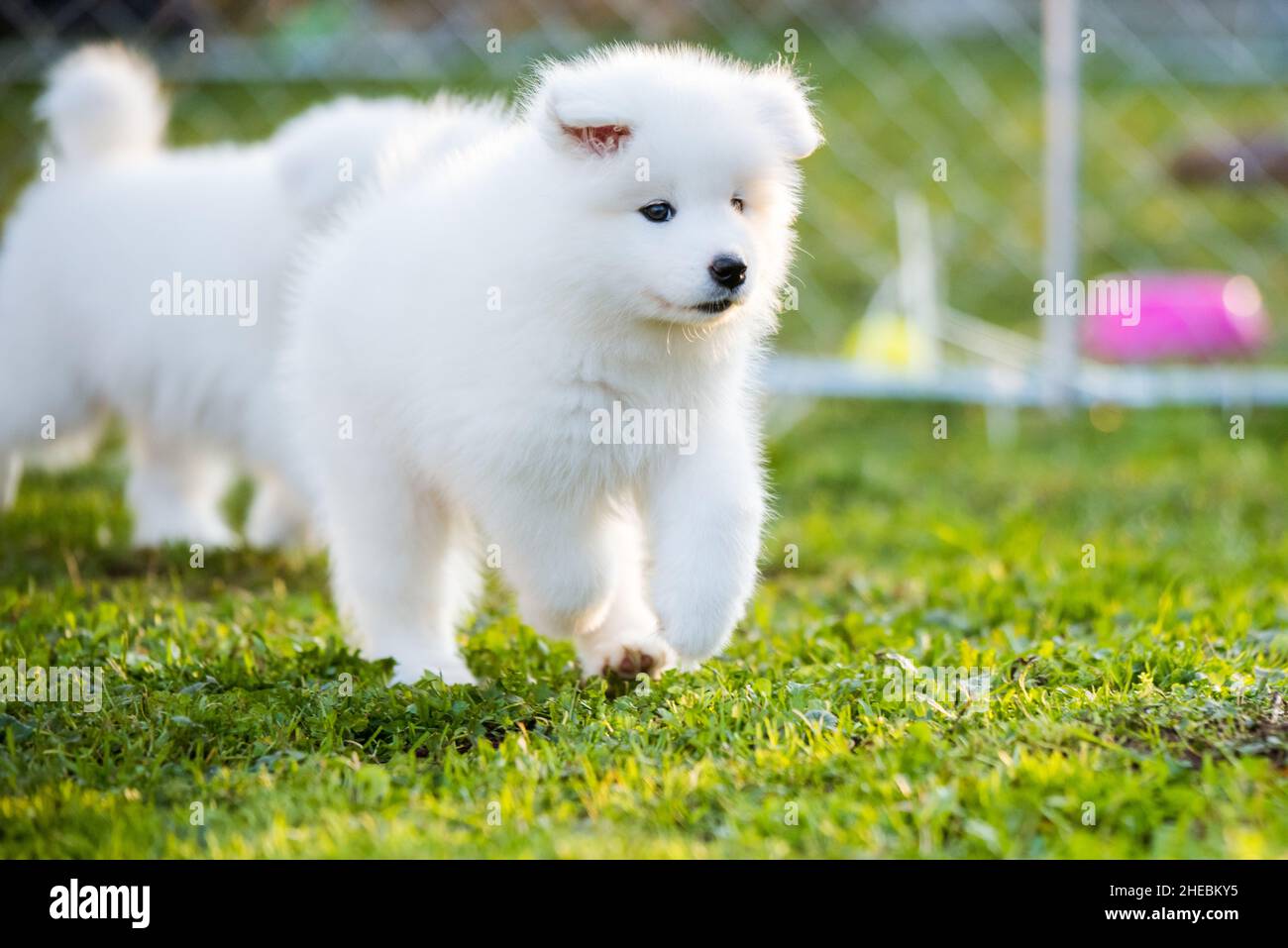 Adorable samoyed puppy running in motion on the lawn Stock Photo