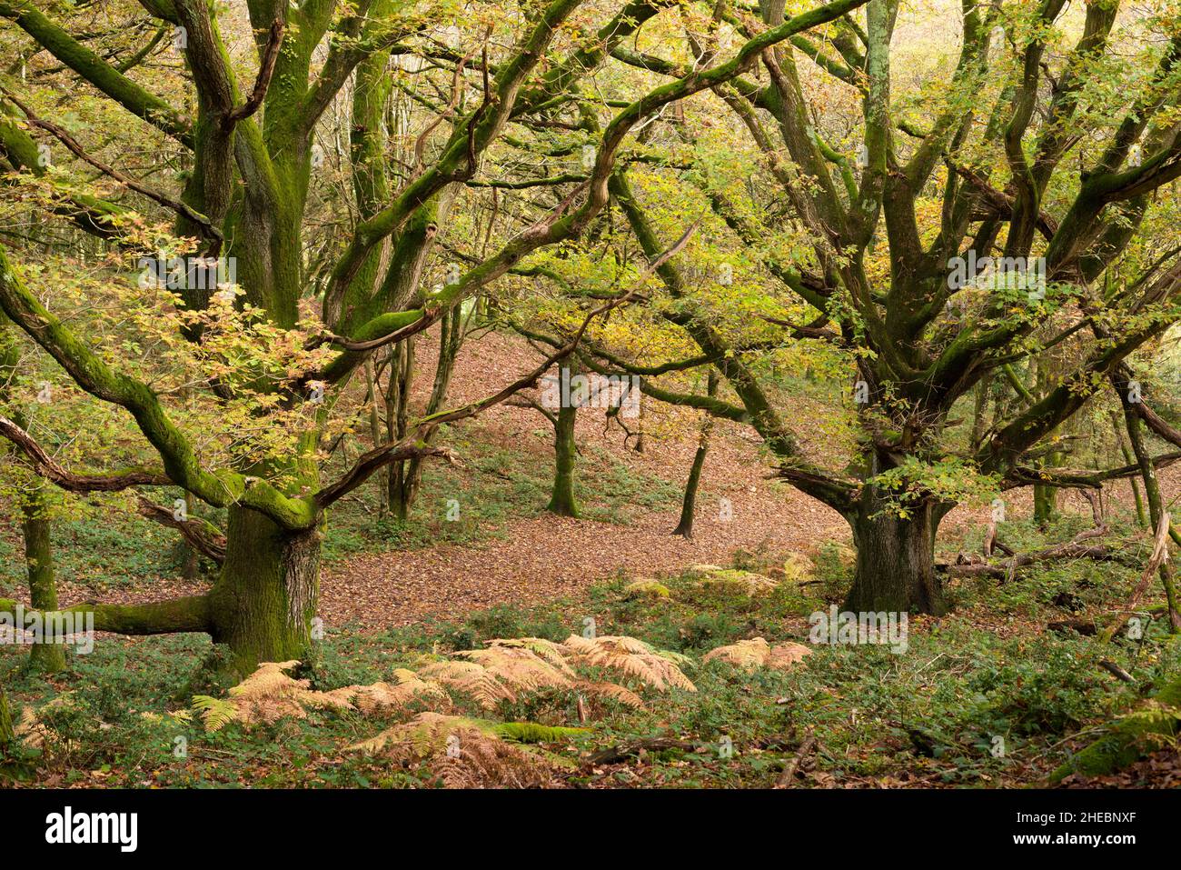 Autumn colour in a deciduous woodland at Woodlands Hill in the Quantock Hills Area of Outstanding Natural Beauty, Somerset, England. Stock Photo
