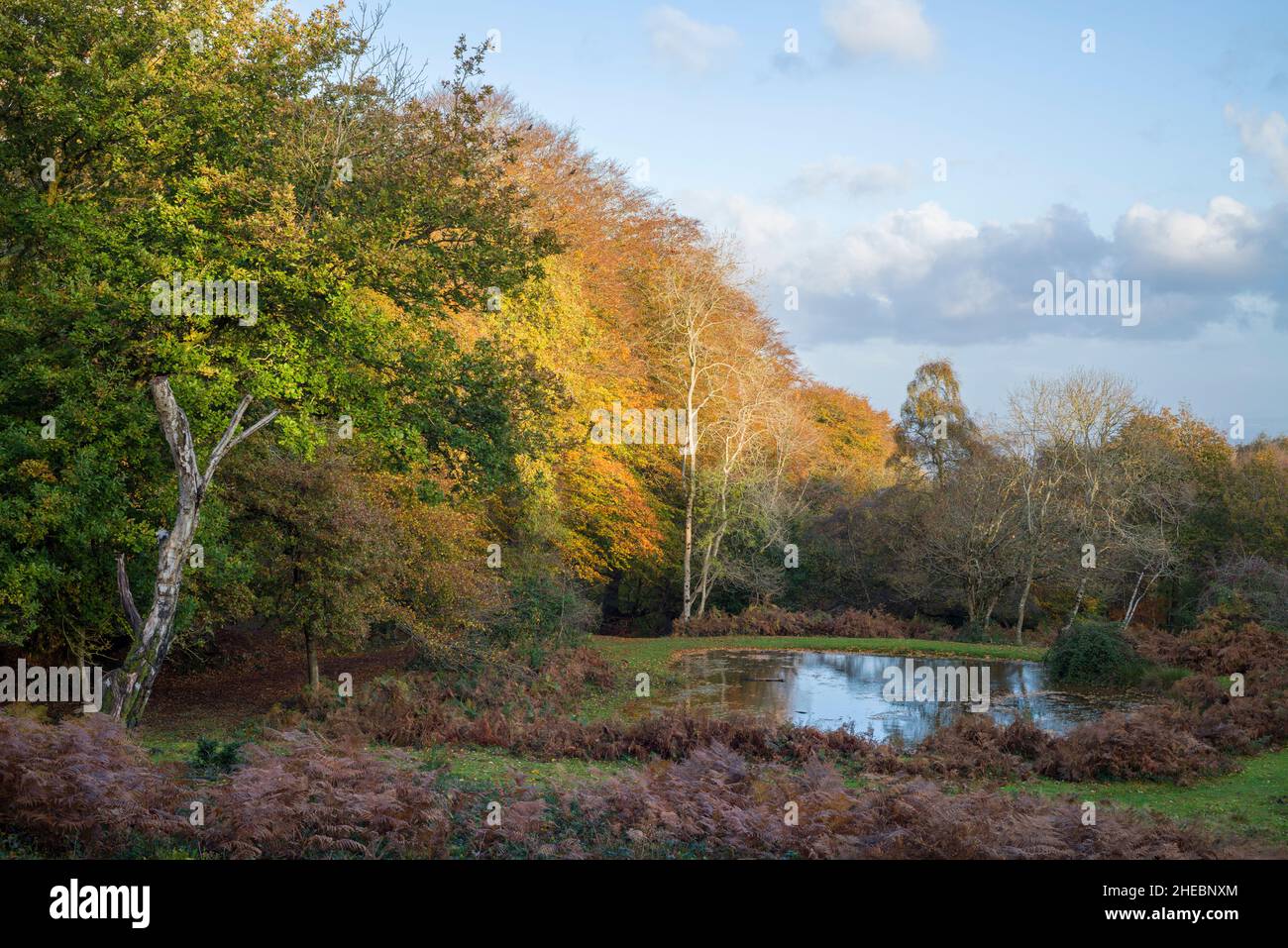 The pond on Woodlands Hill in the Quantock Hills Area of Outstanding Natural Beauty in autumn, Somerset, England. Stock Photo