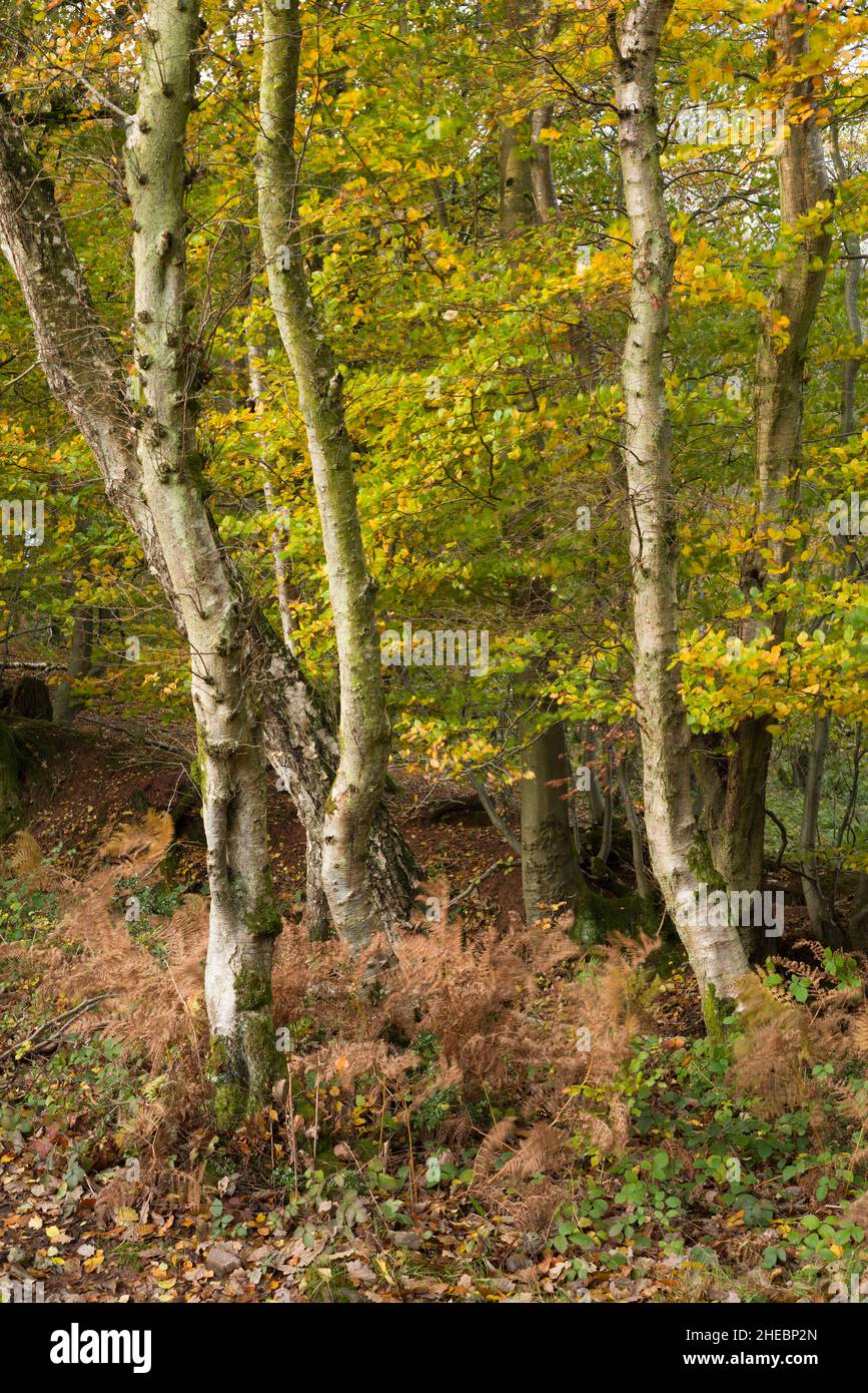 Autumn colour in a deciduous woodland at Woodlands Hill in the Quantock Hills Area of Outstanding Natural Beauty, Somerset, England. Stock Photo