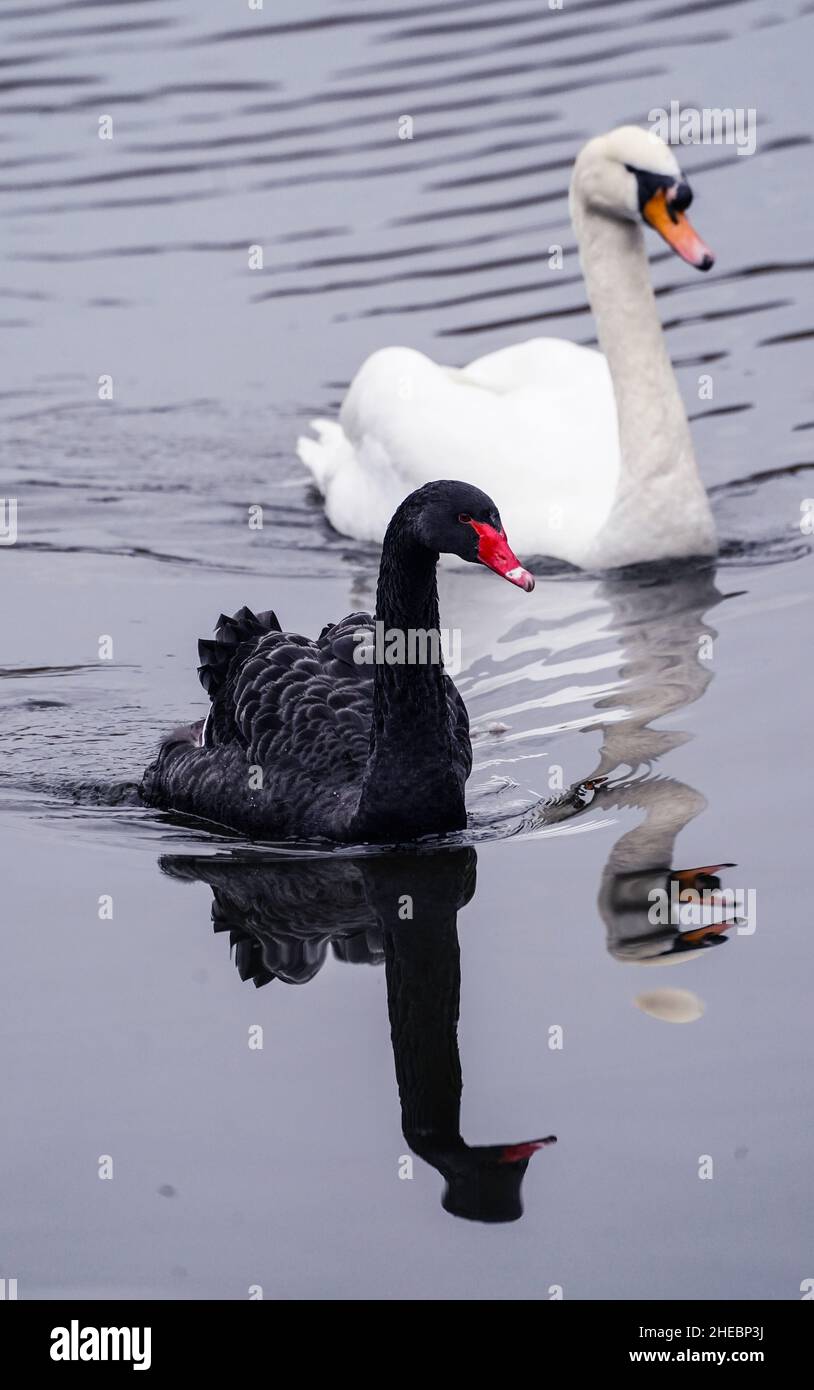 A mute swan and a black swan in St James's Park in London. Picture