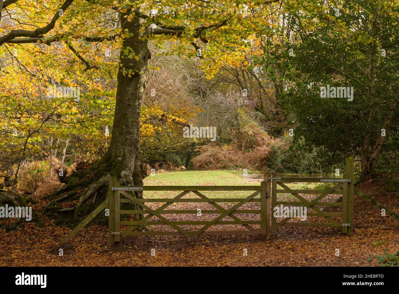 Autumn colour in a deciduous woodland at Woodlands Hill in the Quantock Hills National Landscape, Somerset, England. Stock Photo