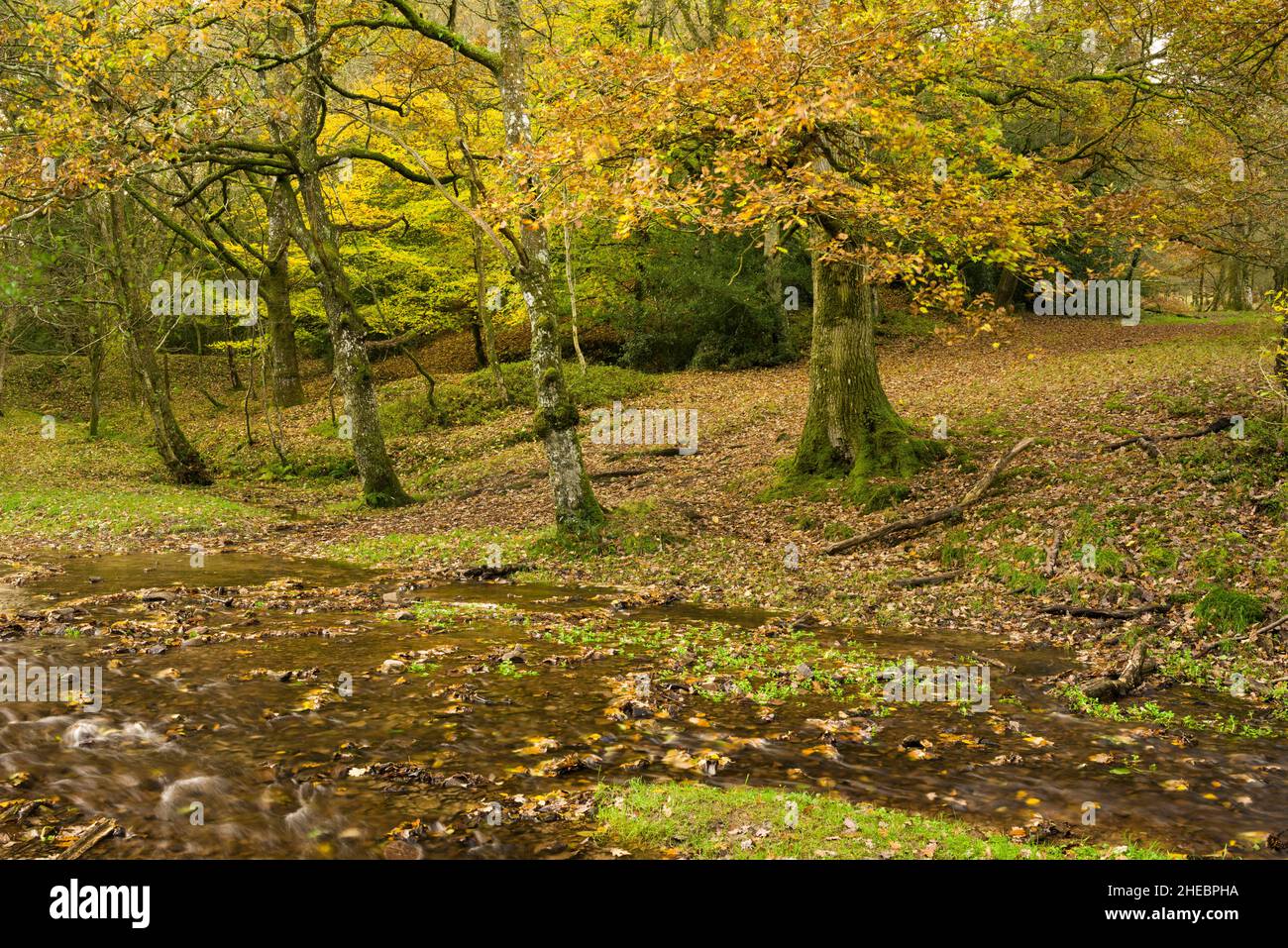 The River Holford during autumn in woodland at Holford Combe in the